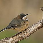 Eastern Spinebill / Acanthorhynchus tenuirostris