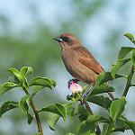 Pale Baywing / Agelaioides fringillarius