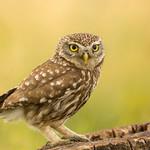 Домовый сыч / Athene noctua
