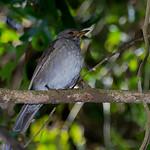 Andean Slaty Thrush / Turdus nigriceps