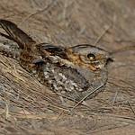 Красношейный козодой / Caprimulgus ruficollis