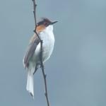 Chestnut Bulbul / Hemixos castanonotus