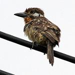 Красногорлая пуховка / Hypnelus ruficollis