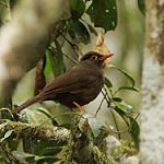 Катапонера / Turdus turdoides