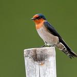 Домовая ласточка / Hirundo tahitica