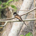 Cinnamon-tailed Fantail / Rhipidura fuscorufa