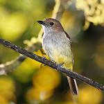 Сулавесский свистун / Pachycephala sulfuriventer