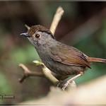 Тусклая альциппа / Schoeniparus brunneus