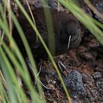 Inaccessible Island Rail / Laterallus rogersi