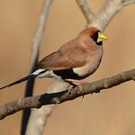 Masked Finch / Poephila personata