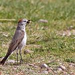 Rufous-naped Ground Tyrant / Muscisaxicola rufivertex