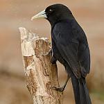 Траурный кассик / Cacicus solitarius