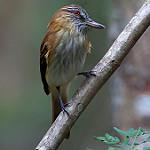 Желтопоясный атилла / Attila spadiceus