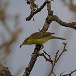 Нукухивская камышовка / Acrocephalus percernis