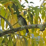 White-eyed Thrush / Turdus jamaicensis