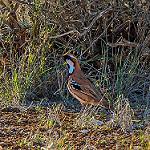 Nullarbor Quail-thrush / Cinclosoma alisteri