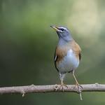 Eyebrowed Thrush / Turdus obscurus