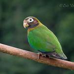 Brown-hooded Parrot / Pyrilia haematotis