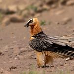 Бородач / Gypaetus barbatus