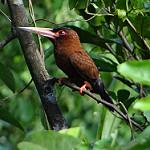 Purus Jacamar / Galbalcyrhynchus purusianus