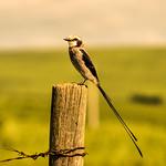 Тиранновые / Tyrannidae фото