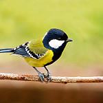 фото