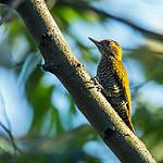 Yellow-eared Woodpecker / Veniliornis maculifrons