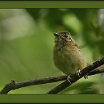 Короткохвостый плоскоклюв / Platyrinchus cancrominus