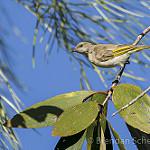 Rufous-throated Honeyeater / Conopophila rufogularis