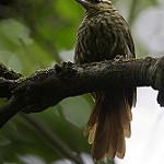 Pale-browed Treehunter / Cichlocolaptes leucophrus