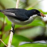 Двухцветный цветоед / Dicaeum bicolor