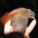 Пестрогорлый древолаз / Certhiasomus stictolaemus