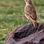 Slender-billed Miner / Geositta tenuirostris