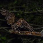 Chuck-will's-widow / Antrostomus carolinensis