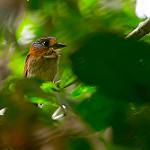 Rufous-necked Puffbird / Malacoptila rufa