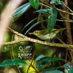 Lemon-throated Leaf Warbler / Phylloscopus cebuensis