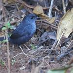 Болотный тапакуло / Scytalopus iraiensis