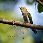 Asian Emerald Cuckoo / Chrysococcyx maculatus