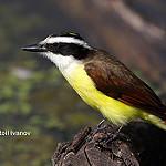 Большой бентеви, кискади / Pitangus sulphuratus