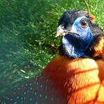 Temminck's Tragopan / Tragopan temminckii