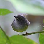 Серогрудый певун / Myiothlypis cinereicollis