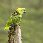 Желтошейный амазон / Amazona auropalliata