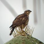 Серый канюк / Buteo plagiatus