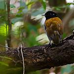 Hooded Gnateater / Conopophaga roberti