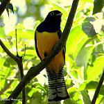 Желтобрюхий трогон / Trogon caligatus