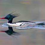 Scaly-sided Merganser / Mergus squamatus