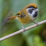 Black-throated Parrotbill / Suthora nipalensis