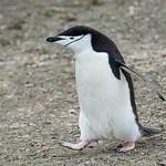 Антарктический пингвин / Pygoscelis antarcticus