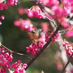 Grey-cheeked Fulvetta / Alcippe morrisonia