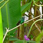 Garden Emerald / Chlorostilbon assimilis